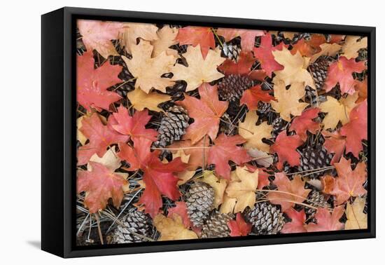 Fallen Leaves II-Kathy Mahan-Framed Premier Image Canvas