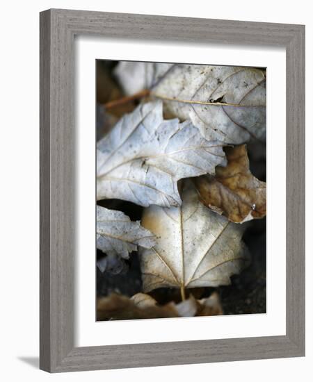 Fallen Leaves II-Nicole Katano-Framed Photo