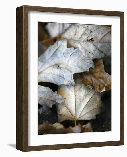 Fallen Leaves II-Nicole Katano-Framed Photo