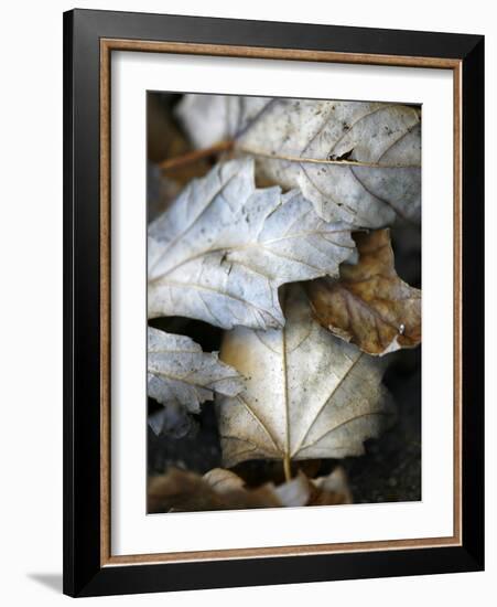 Fallen Leaves II-Nicole Katano-Framed Photo