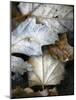 Fallen Leaves II-Nicole Katano-Mounted Photo