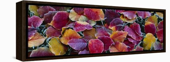 Fallen Leaves, Sacramento, California, USA-null-Framed Premier Image Canvas