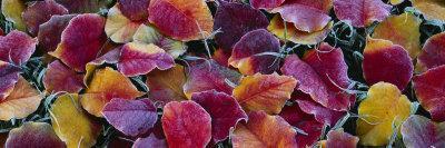 fallen leaf california toursism fallen leaf california toursism
