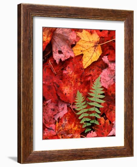 Fallen Maple Leaves and Ferns-Charles Sleicher-Framed Photographic Print