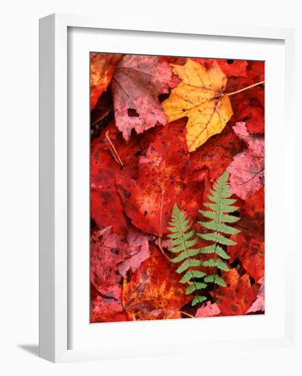 Fallen Maple Leaves and Ferns-Charles Sleicher-Framed Photographic Print