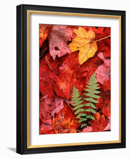 Fallen Maple Leaves and Ferns-Charles Sleicher-Framed Photographic Print