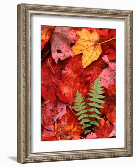 Fallen Maple Leaves and Ferns-Charles Sleicher-Framed Photographic Print