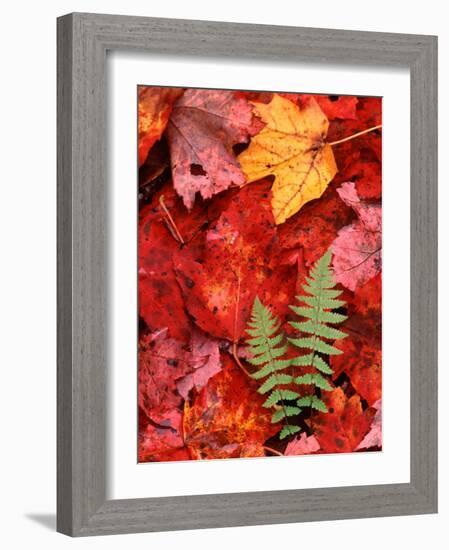 Fallen Maple Leaves and Ferns-Charles Sleicher-Framed Photographic Print