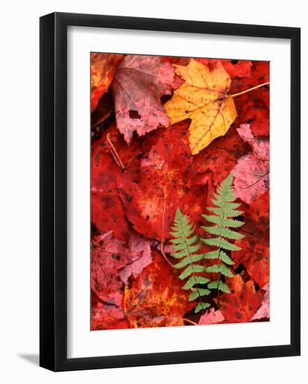 Fallen Maple Leaves and Ferns-Charles Sleicher-Framed Photographic Print