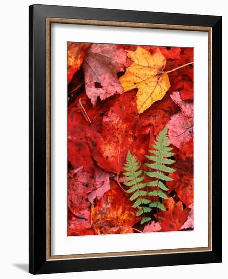 Fallen Maple Leaves and Ferns-Charles Sleicher-Framed Photographic Print