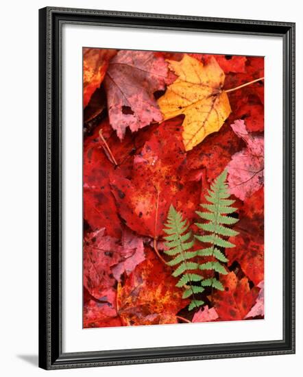 Fallen Maple Leaves and Ferns-Charles Sleicher-Framed Photographic Print