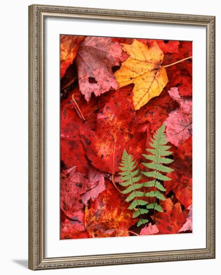Fallen Maple Leaves and Ferns-Charles Sleicher-Framed Photographic Print