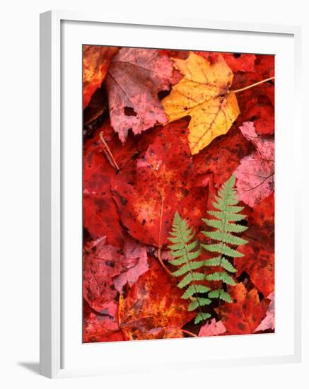 Fallen Maple Leaves and Ferns-Charles Sleicher-Framed Photographic Print