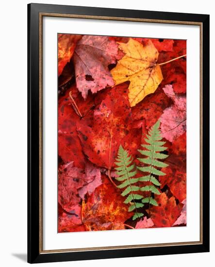 Fallen Maple Leaves and Ferns-Charles Sleicher-Framed Photographic Print