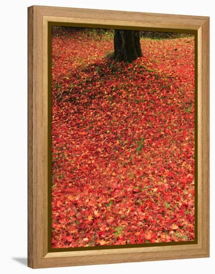 Fallen Maple Leaves-null-Framed Premier Image Canvas