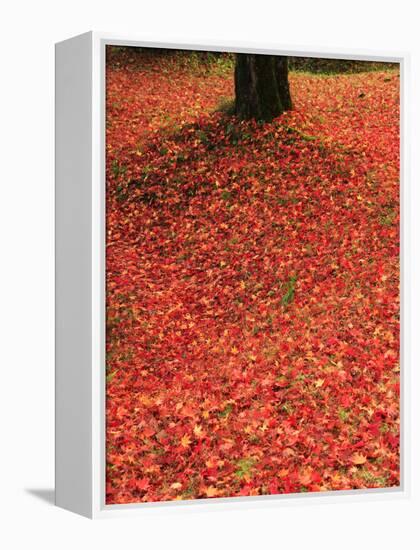 Fallen Maple Leaves-null-Framed Premier Image Canvas