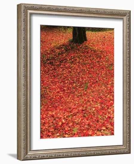 Fallen Maple Leaves-null-Framed Photographic Print