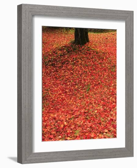 Fallen Maple Leaves-null-Framed Photographic Print