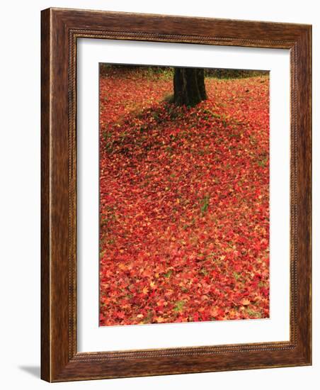 Fallen Maple Leaves-null-Framed Photographic Print