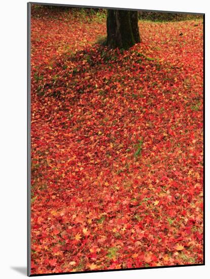 Fallen Maple Leaves-null-Mounted Photographic Print