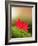 Fallen Maple Leaves-null-Framed Photographic Print