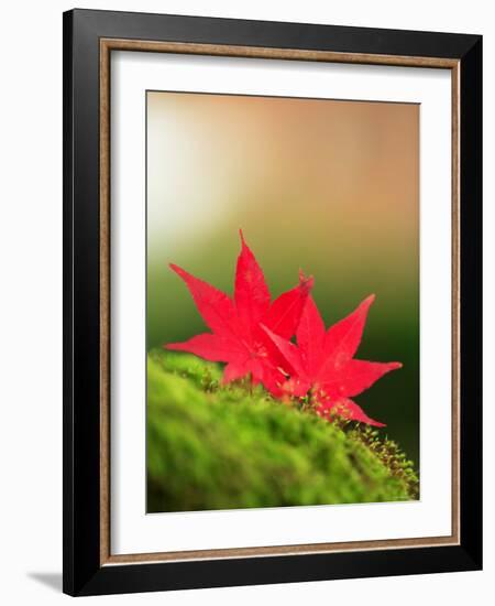 Fallen Maple Leaves-null-Framed Photographic Print