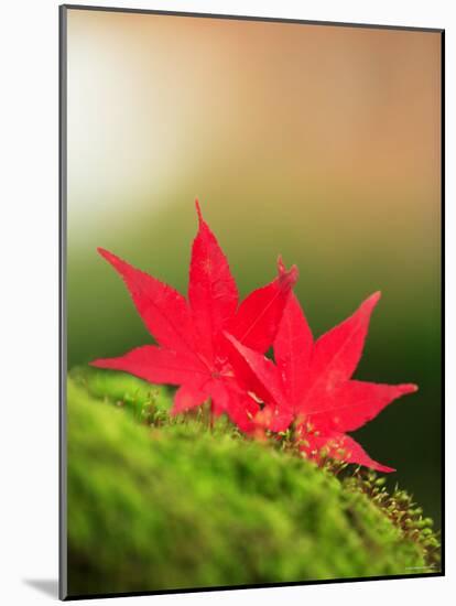 Fallen Maple Leaves-null-Mounted Photographic Print