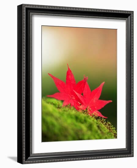 Fallen Maple Leaves-null-Framed Photographic Print