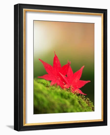 Fallen Maple Leaves-null-Framed Photographic Print