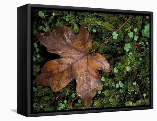 Fallen Oak Leaf-Michele Westmorland-Framed Premier Image Canvas