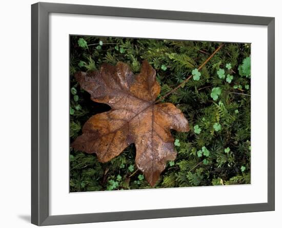 Fallen Oak Leaf-Michele Westmorland-Framed Photographic Print