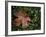 Fallen Oak Leaf-Michele Westmorland-Framed Photographic Print