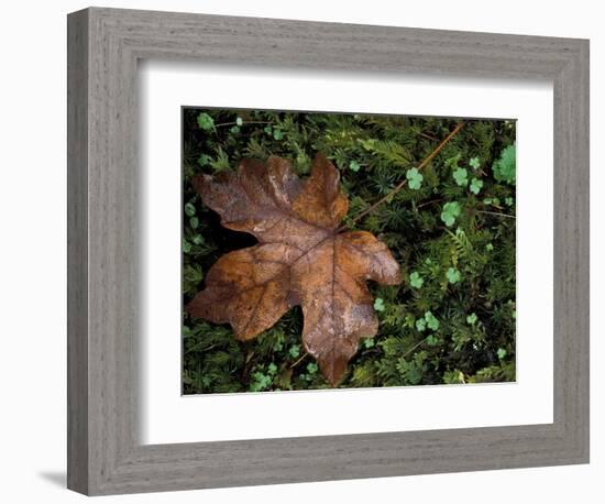 Fallen Oak Leaf-Michele Westmorland-Framed Photographic Print