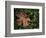 Fallen Oak Leaf-Michele Westmorland-Framed Photographic Print