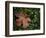 Fallen Oak Leaf-Michele Westmorland-Framed Photographic Print