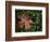 Fallen Oak Leaf-Michele Westmorland-Framed Photographic Print