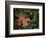 Fallen Oak Leaf-Michele Westmorland-Framed Photographic Print