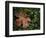 Fallen Oak Leaf-Michele Westmorland-Framed Photographic Print