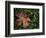 Fallen Oak Leaf-Michele Westmorland-Framed Photographic Print