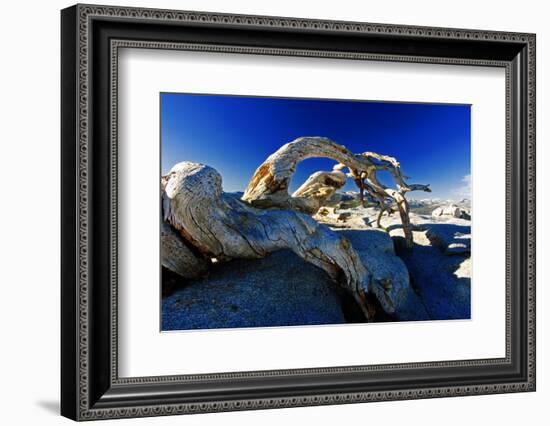 Fallen Pine Tree on Sentinel Dome-George Oze-Framed Photographic Print