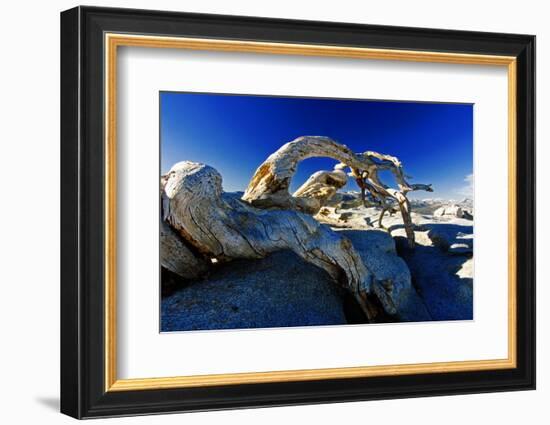 Fallen Pine Tree on Sentinel Dome-George Oze-Framed Photographic Print