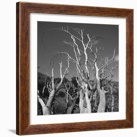 Fallen Tree Bleached by the Sun-null-Framed Photographic Print