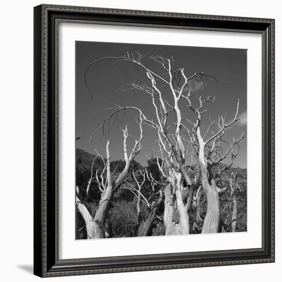 Fallen Tree Bleached by the Sun-null-Framed Photographic Print