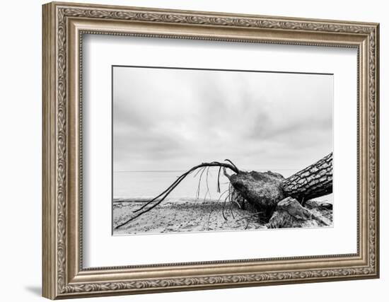 Fallen Tree on the Beach after Storm. Sea on a Cloudy Day. Black and White, far Horizon.-Michal Bednarek-Framed Photographic Print