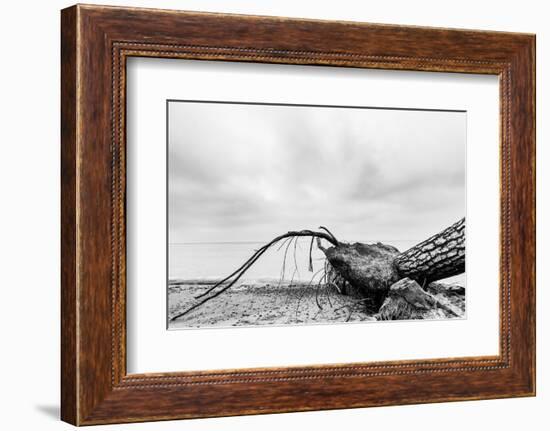 Fallen Tree on the Beach after Storm. Sea on a Cloudy Day. Black and White, far Horizon.-Michal Bednarek-Framed Photographic Print