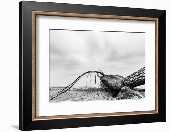 Fallen Tree on the Beach after Storm. Sea on a Cloudy Day. Black and White, far Horizon.-Michal Bednarek-Framed Photographic Print