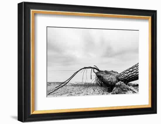 Fallen Tree on the Beach after Storm. Sea on a Cloudy Day. Black and White, far Horizon.-Michal Bednarek-Framed Photographic Print