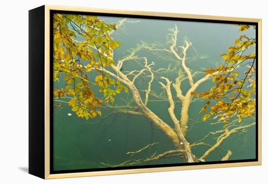 Fallen Tree Submerged in Gradinsko Lake and European Beech Leaves, Plitvice Lakes Np, Croatia-Biancarelli-Framed Premier Image Canvas