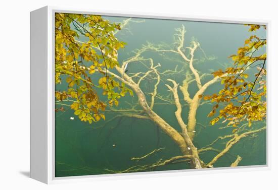 Fallen Tree Submerged in Gradinsko Lake and European Beech Leaves, Plitvice Lakes Np, Croatia-Biancarelli-Framed Premier Image Canvas