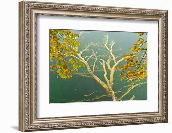 Fallen Tree Submerged in Gradinsko Lake and European Beech Leaves, Plitvice Lakes Np, Croatia-Biancarelli-Framed Photographic Print